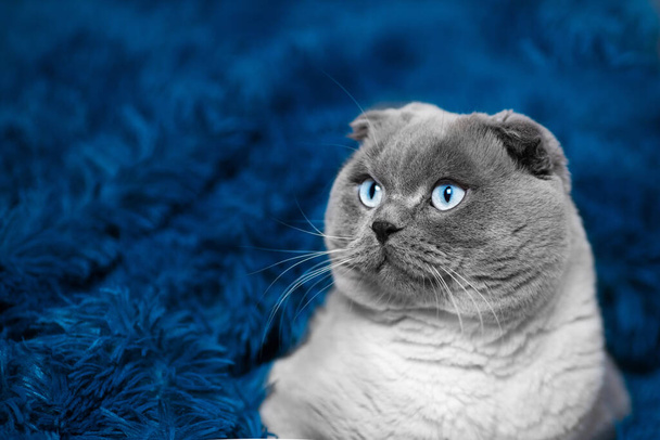 cute, big scottish fold cat lies on a blue fluffy background - Photo, Image