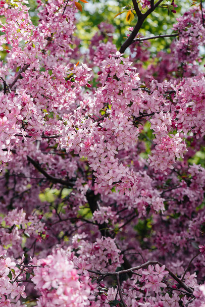 Beautiful, pink blooming Apple tree in the spring garden. Agricultural industry - Фото, изображение