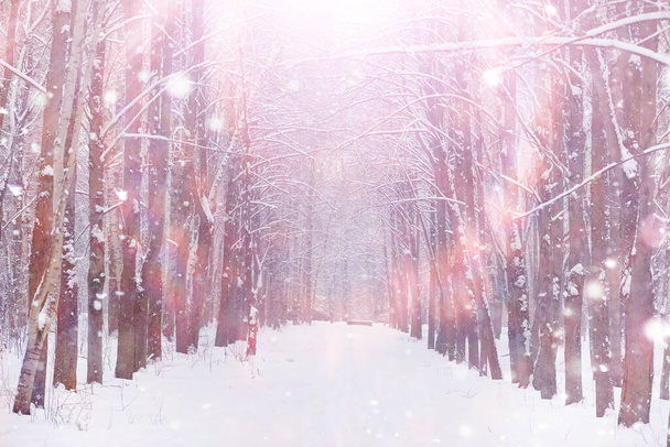 Talvinen metsämaisema. Pitkiä puita lumipeitteen alla. Tammikuun pakkaspäivä puistossa. - Valokuva, kuva