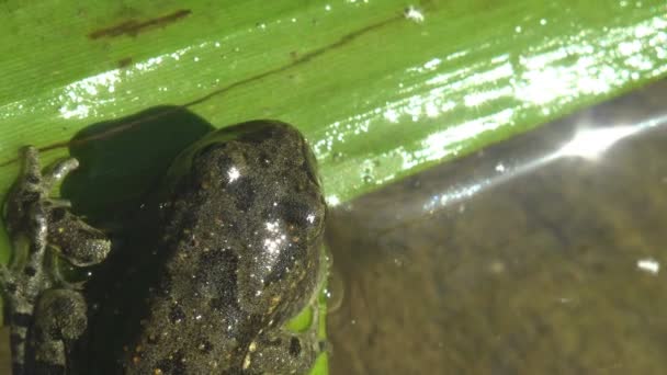 Nuori sammakko nuijapää istuu kesäsuolla, ruokovarressa. pienten äyriäisten vedenalainen elämä - Materiaali, video
