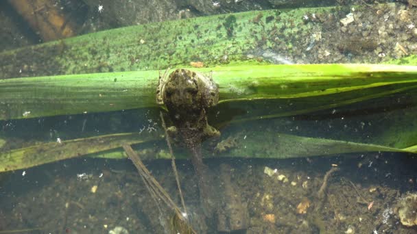 Jonge kikker kikkervisje zit op zomermoeras, op riet stengel. onderwaterleven van kleine schaaldieren - Video