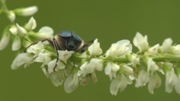 Cerocoma - Palearctic genus of blister beetle. Уяви проявляють чіткий статевий диморфізм у харчуванні апарату та антен. Погляд на комах - макросів у дикій природі - Кадри, відео