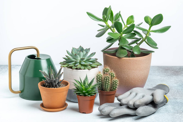 Various succulents in pots, gardening tools and watering pot on table. Plant transplantation. Concept of indoor garden home - Image - Foto, Imagem