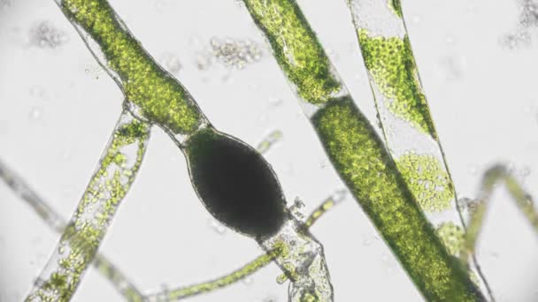 顕微鏡下の藻類や微生物は - 映像、動画