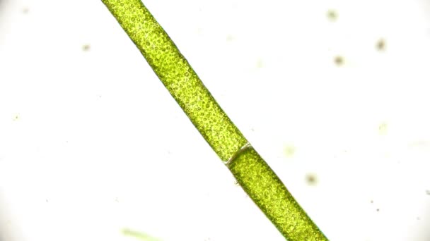 przemieszczanie się klorofilu w kloroplastach wewnątrz glonów pod mikroskopem - Materiał filmowy, wideo