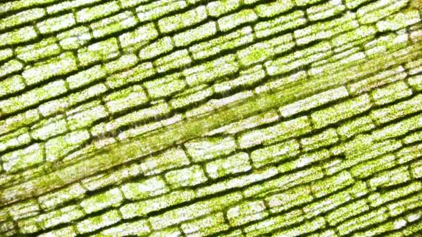 Bewegung von Chloroplasten mit Chlorophyll in einem Blatt Elodea unter dem Mikroskop - Filmmaterial, Video