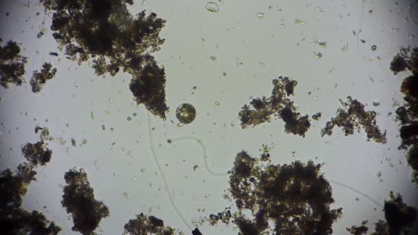 micro-organisme au microscope - microcosme  - Séquence, vidéo