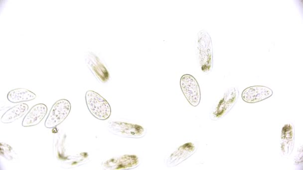 単細胞微生物の顕微鏡下でのゾウリムシ - 映像、動画
