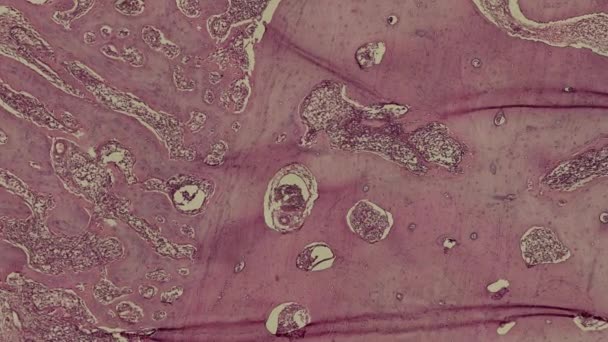 células del cuerpo humano en movimiento, imágenes del microscopio - Metraje, vídeo