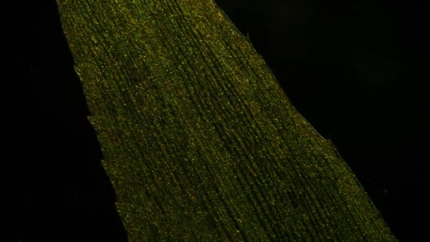 movimento al microscopio di cloroplasti con clorofilla in una foglia di elodea - Filmati, video