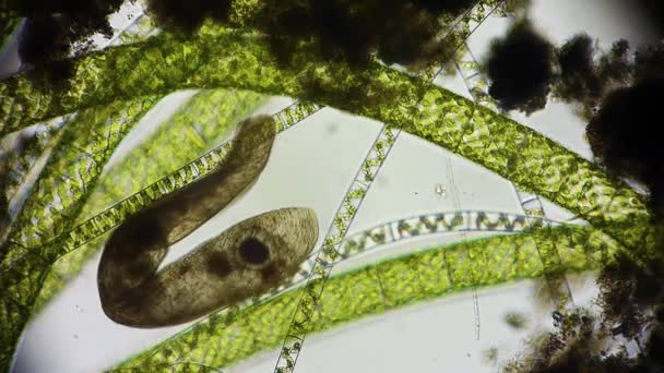 algues et micro-organismes au microscope - Séquence, vidéo