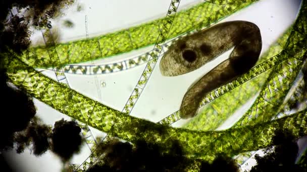 водоросли и микроорганизмы под микроскопом - Кадры, видео