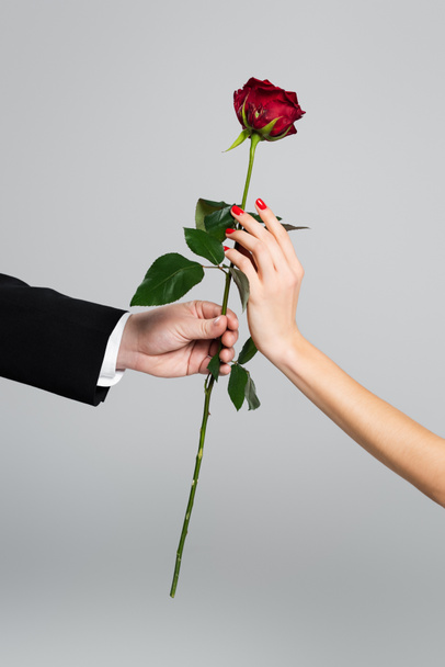 cropped view of man giving red rose to woman isolated on grey - Foto, Imagem