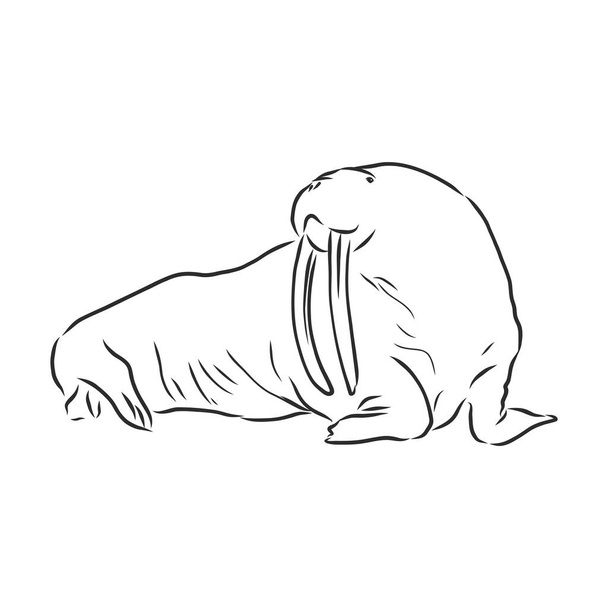 Skizze eines Walrosses. Handgezeichnete Illustration in Vektor umgewandelt - Vektor, Bild