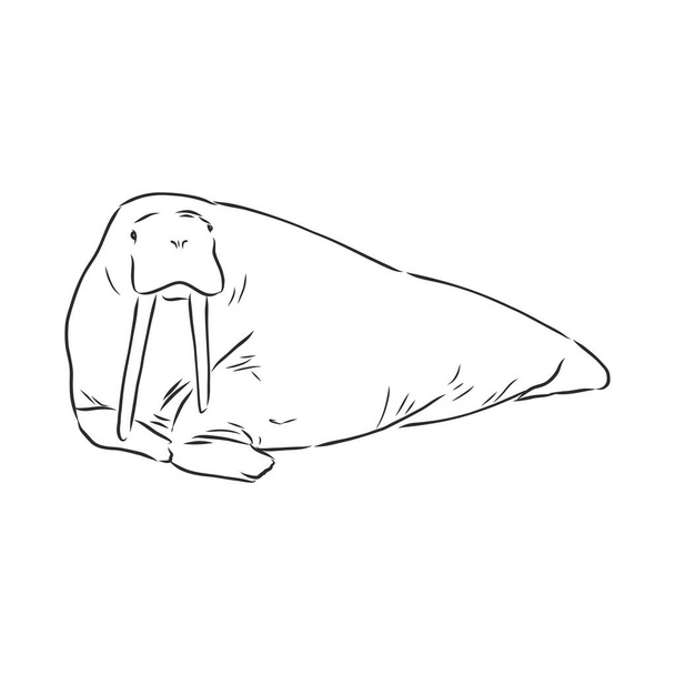 Een schets van een walrus. Handgetekende illustratie omgezet in vector - Vector, afbeelding
