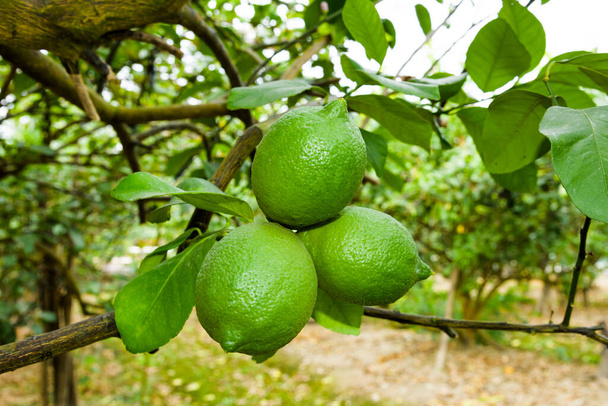 Tayvan 'da bir limon ağacındaki yeşil limon meyvelerinin yakın çekimi. - Fotoğraf, Görsel