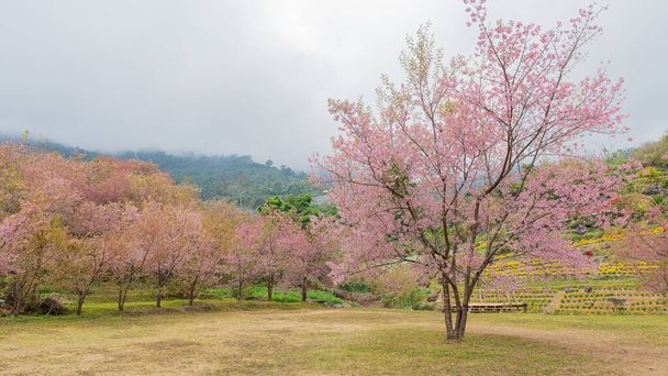 Sakura puu tai Nang Phaya Suea, kauniita vaaleanpunaisia kukkia Doi Inthanon. - Valokuva, kuva