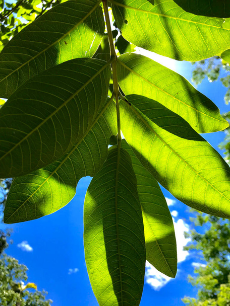 Зеленые листья в солнечный день и вены й е листья очень близки. the backgroud is the blue sky and some white cloud. - Фото, изображение