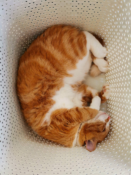 Gatto zenzero che dorme in un cesto della lavanderia - Foto, immagini