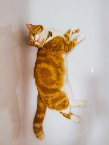 Gyömbéres kandúr pihenés egy üres fürdőkádban - Fotó, kép