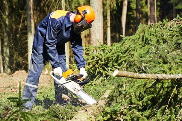 Lumberjack cutting tree in forest - Foto, Bild