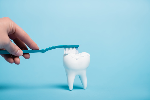 Cropped view of woman brushing white tooth model with toothbrush and toothpaste on blue background - 写真・画像