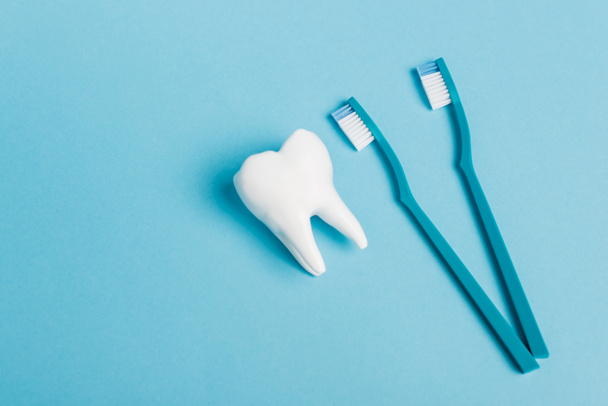 Vista superior del modelo de dientes y cepillos de dientes sobre fondo azul - Foto, Imagen