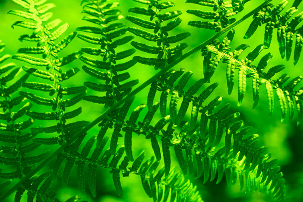 Fondo primaveral de hojas verdes de helecho. fondo de la naturaleza. primer plano imagen. - Foto, Imagen