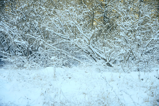 winter time season. nature background. Grass and trees under the snow. Snowfall. Wild nature. - Photo, Image