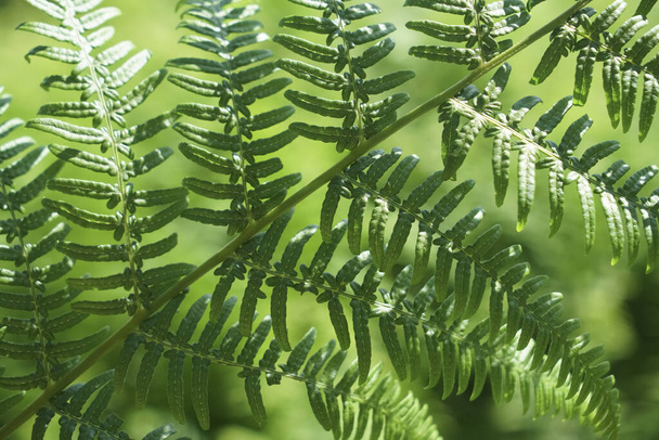 spring background of green leaves of fern. nature backdrop. close up image. - Foto, Imagem