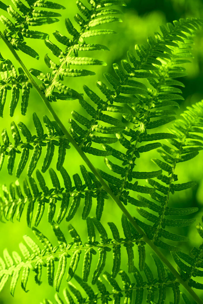 spring background of green leaves of fern. nature backdrop. close up image. - Foto, afbeelding