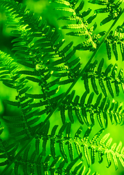 spring background of green leaves of fern. nature backdrop. close up image. - Foto, immagini