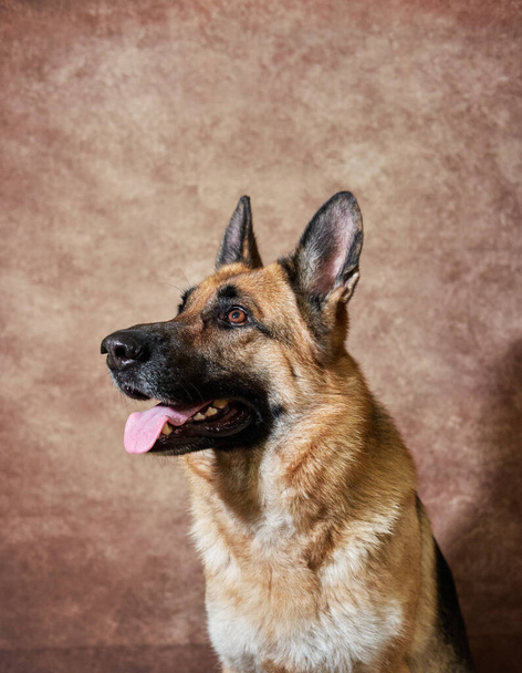 Portrait de berger allemand noir et rouge sur fond de studio brun. Charmante race allemande chien d'assistance de près. Émotions de l'animal. - Photo, image