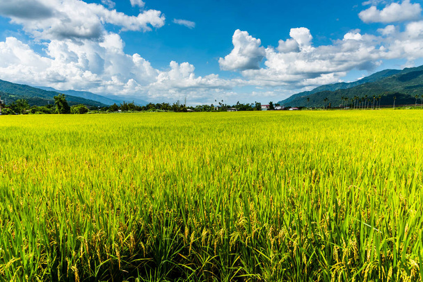 Large area rice field with mountains background under the blue sky, Taiwan eastern. - 写真・画像