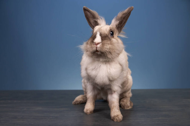 Häusliches Kaninchen auf Tisch auf blauem Hintergrund blickt in die Kamera. - Foto, Bild