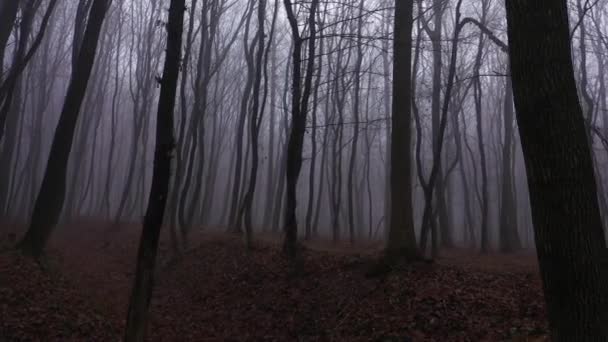 Camminando nella Foresta della nebbia spaventosa vista aerea in prima persona. Tracciamento destro - Filmati, video