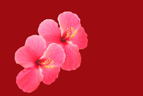 Zwei rosafarbene Hibiskusblüten isoliert auf rotem Hintergrund. Chinesische Rosen.Festival Love, Draufsicht. Makroobjekt - Foto, Bild