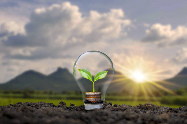 日没の背景、省エネのアイデア、再生可能エネルギーのアイデアを含む電球にコインで成長する木. - 写真・画像