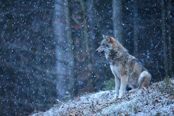 Lobo euroasiático en el invierno nevado - Foto, imagen