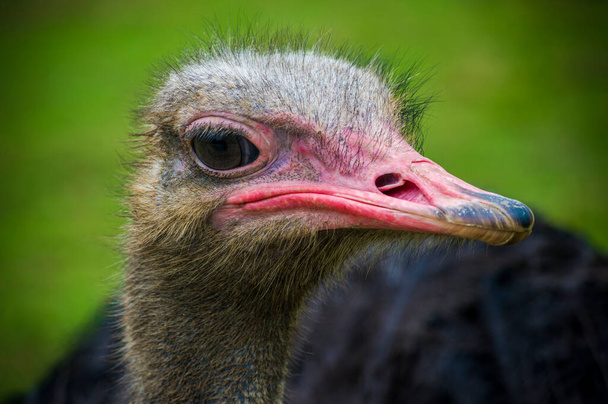 pštros je jedním z největších ptáků na světě - Fotografie, Obrázek