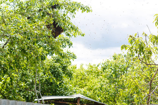 Roj včel sedících na větvi břízy - Fotografie, Obrázek