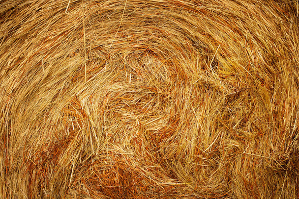This is a close-up of dry yellow hay in a bale. Background of an advertisement for food for agriculture. - Photo, Image