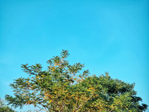 Низкий вид на верхушки деревьев и листья на фоне чистого голубого неба - Фото, изображение