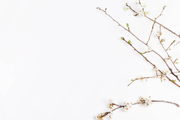 Springtime background with cherry blossom twigs on white desktop, top view, frame, flat lay - 写真・画像