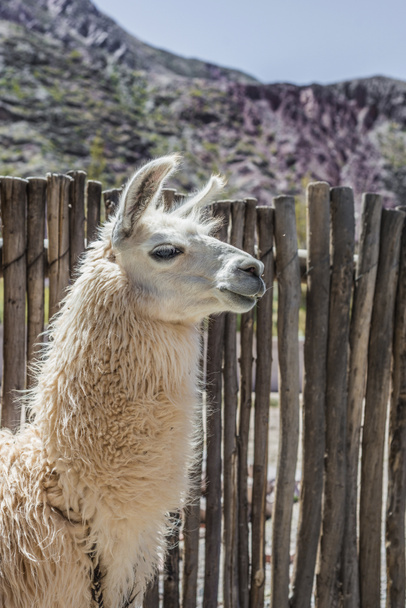 Lama in purmamarca, jujuy, Argentinië. - Foto, afbeelding