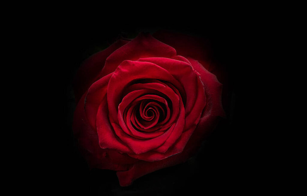 red rose on black background - Fotoğraf, Görsel