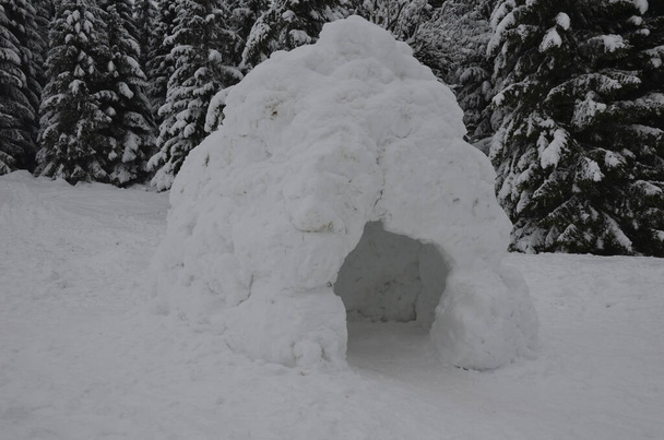 children built a large igloo inuit by a forest of blocks of snow. it is a hemisphere of snow blocks on a slope at the spruce edge of the stand - Photo, Image