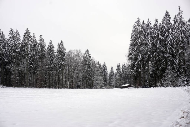 Paesaggio foto in inverno nell'Eifel - Germania sotto un cielo nuvoloso, si possono vedere neve, conifere e alberi decidui - Foto, immagini