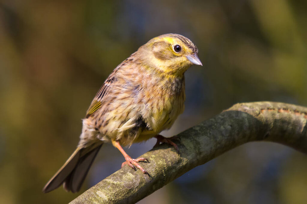 Yellowhammer in summer on a branch at the edge of a forest - Photo, Image