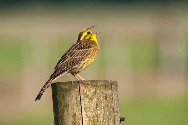 Yellowhammer sits singing on wooden fence post - Photo, Image